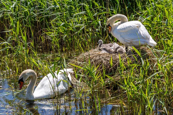 Two swans and their cygnets on a nest in the spring sunshine