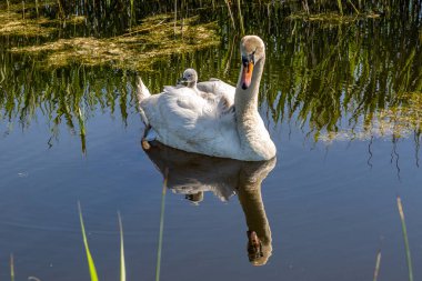 Dilsiz bir kuğu ve buhar içinde bir yansıma, sırtında cygnets ile