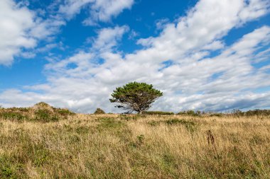 Devon 'ın kırsal arazisine bakıyorum.