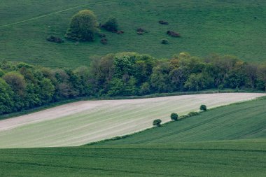Bir bahar günü Sussex 'te yeşil alanlar