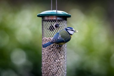 A blue tit feeding in a Sussex garden, with a shallow depth of field