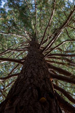 Güneşli bir günde uzun bir ağaç gövdesine bakıyorum.