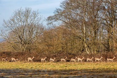 Sussex kırsalında bir geyik sürüsü, güneşli bir kış sabahı