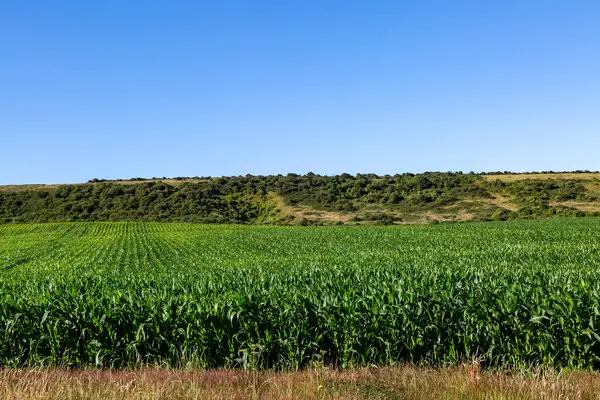 A field of maize growing on the Isle of Wight with a blue sky overhead
