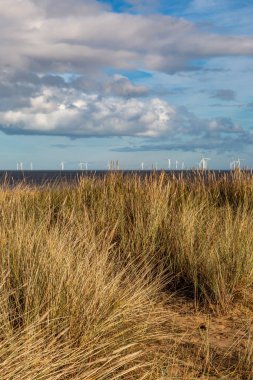 Skegness 'de, Hughnshire' da kum tepelerini Marram otları kapladı.