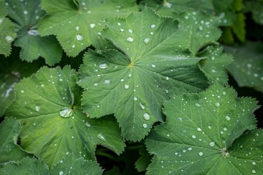 Alchemilla Mollis 'e bakıyorum. Yağmur yağdıktan sonra gidiyor.