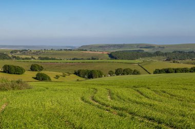 Sussex 'teki Ditchling fenerinin yakınındaki kırsal Güney Tepeleri' nde Mayıs sonlarında genç ekinlerin yetiştiği yeşil tarlalar görülüyor.
