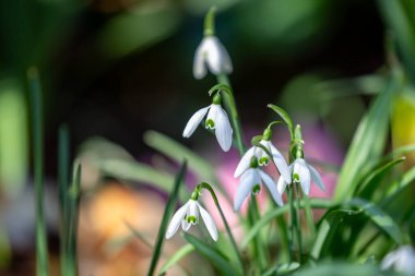 Pretty snowdrop flowers in the February sunshine, with a shallow depth of field