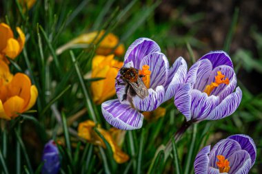 Sığ bir tarla derinliği olan, crocus çiçeklerinden polen toplayan bir arı.