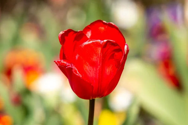 A red tulip in the spring sunshine