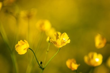 Bahar güneşinde seçici bir odak noktasıyla düğün çiçekleri.