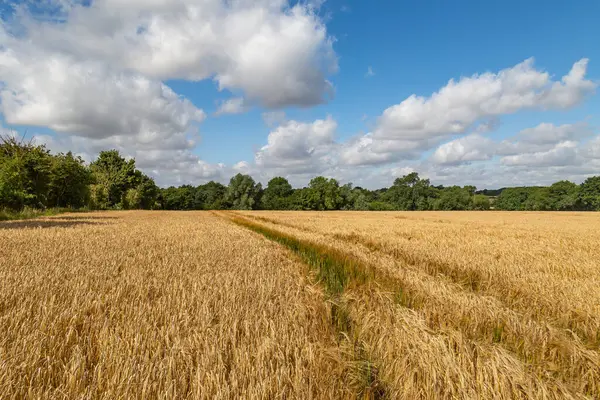 A rural Suffolk farm landscape on a sunny July day