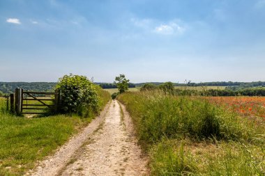 Güneşin altında gelinciklerin yetiştiği tarlaların yanında patikası olan Sussex manzarası.