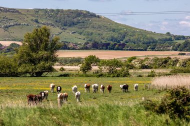 Kırsal bir Sussex manzarası. Bir inek sürüsü tarlada yürüyor.