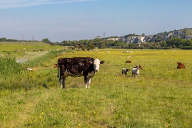 A cow looking at the camera, and other cows and sheep in the field behind, on a sunny spring day in Sussex clipart