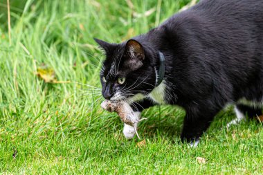 Bahçede, ağzında ölü bir fare taşıyan siyah beyaz bir kedinin yakın çekimi.