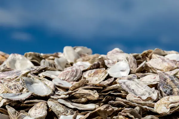 stock image A pile of oyster shells with a blue sky overhead