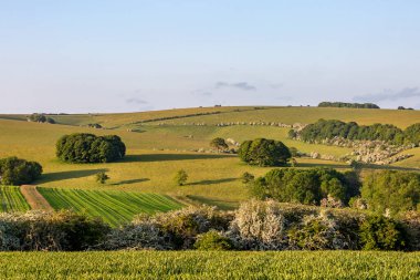 Güneşli bir haziran akşamında Idyllic South Downs manzarası