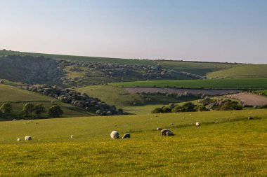 Ditchling Beaon yakınlarında otlayan koyunların kırsal bir Sussex arazisi, tepede mavi bir gökyüzü var.