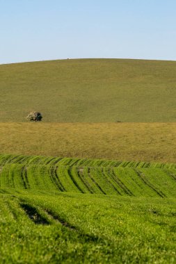Sussex yeşili kırsal bir arazi, mesafeye odaklı.
