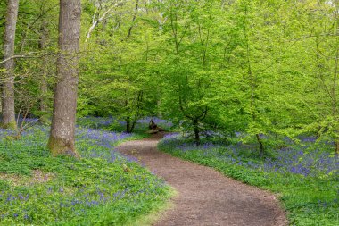 Sussex 'teki ağaçlık alanda bir patika boyunca etrafa çan çiçekleri saçılıyor.