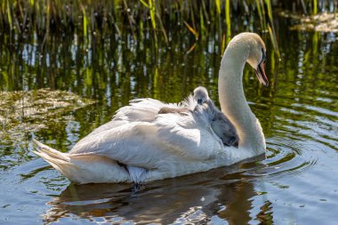 Cygnetler bahar güneşinde annelerine biniyor.