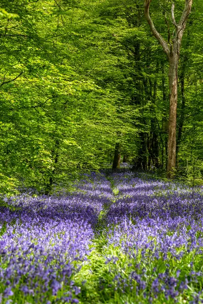 Güneşli bir bahar gününde Sussex kırsalında cennet gibi bir çalılık.