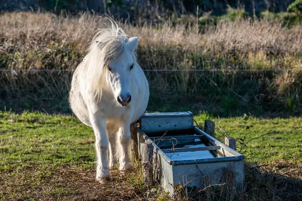 Primer Plano Pony Blanco Sussex Rural Pie Junto Abrevadero Fotos De Stock