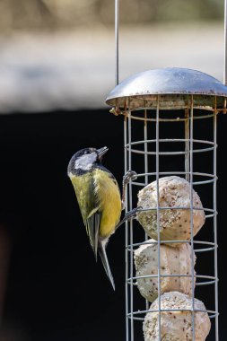 A close up of a Parus Major, commonly known as a Great Tit, perched on a garden bird feeder in spring