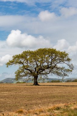 Baharda bir çayırda bir ağaç, mavi gökyüzü ve arkasında kabarık bulutlar
