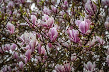 Bahar zamanı ağaçtaki manolya çiçeklerinin tam kare fotoğrafı.
