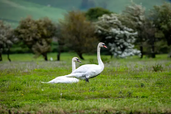 Two swans in a field in the spring sunshine, with a shallow depth of field