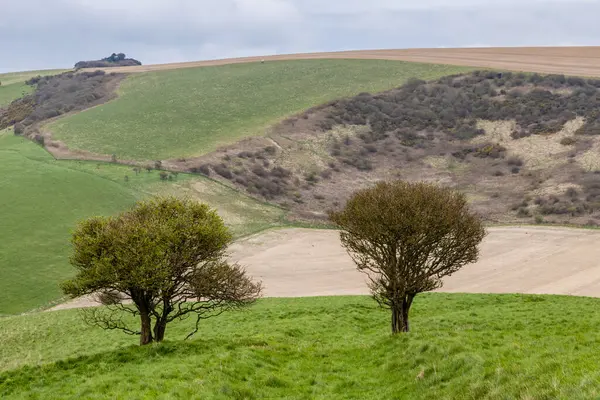 stock image A grass pathway between hawthorn trees in the South Downs