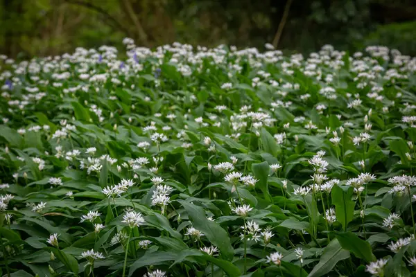 Stock image An abundance of wild garlic blooming in woodland in Sussex, on a spring day