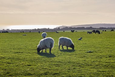 Sussex 'te bir tarlada otlayan koyunlar, akşam ışığı ve deniz arkalarında.