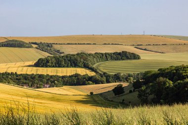 Güneşli bir yaz gününde, Güney Downs 'taki tarlalara bakıyorum.