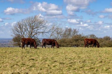 Güneşli bir bahar gününde Güney Downs 'ta inekler otluyor.