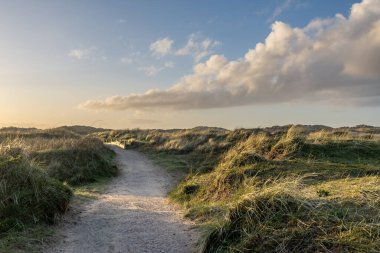 Marram grass at the coast at Formby, with a pathway leading towards the beach clipart