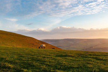 Sussex yamacında akşam ışığında otlayan bir koyun.