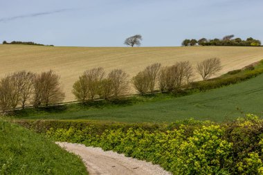 Güneşli bir günde, bir Güney Downs bahar manzarası