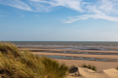 Sahildeki kum tepecikleri üzerinde Marram otları, tepede mavi bir gökyüzü
