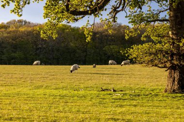 Sussex kırsalında akşam ışığında otlayan koyunların manzarası.