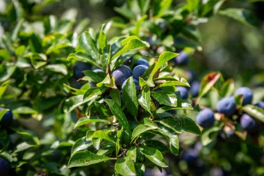Yaban mersinleriyle dolu, sığ bir tarla derinliği olan bir siyah diken çalısı.