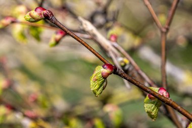Sığ bir alan derinliğinde yeni bir yaprak büyümesi.