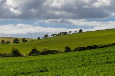 Güneşli bir bahar gününde Sussex 'te yeşil alanlar