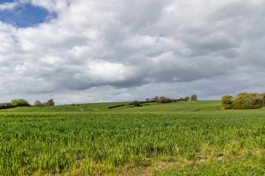 İlkbaharda mısır gevreği tarlalarına bakıyorum.