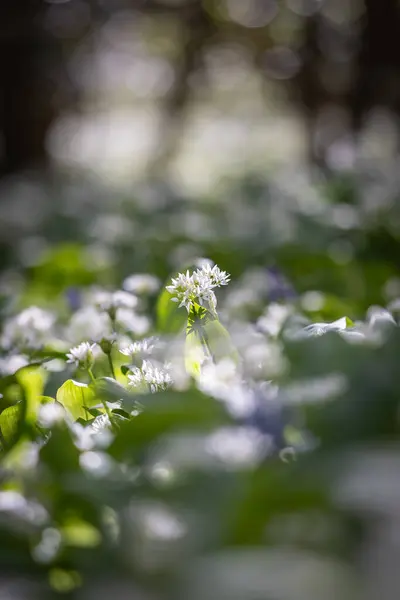 Pretty wild garlic flowers in springtime, with selective focus