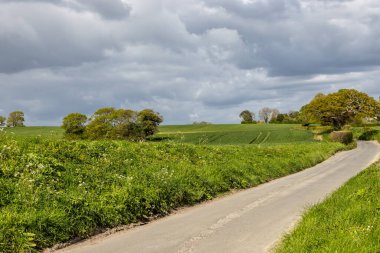 Baharda genç tahıl tarlaları olan Sussex kırsalında bir yol.