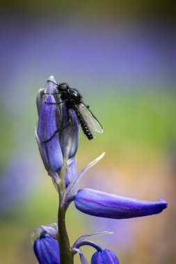A macro photograph of a fly on a bluebell flower in springtime clipart