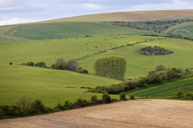 Sussex 'te bir bahar günü tarlalara bakıyorum.